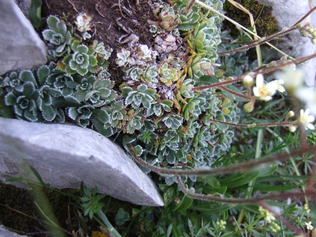 Saxifraga paniculata / Sassifraga delle rocce